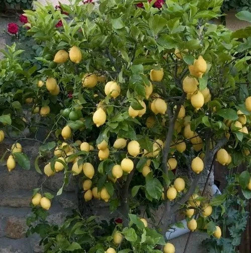 Live Lemon Tree Seedling 4 Inches - Eureka Variety - Citrus limon - Indoor/Outdoor