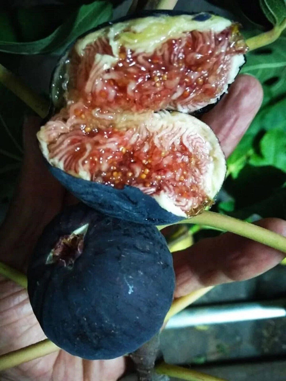 Black Madeira Fig Cutting - Non-Rooted Ficus carica 'Black Madeira' for Home Gardening