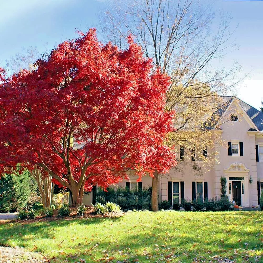 Red Japanese Maple Tree Seeds - Palmatum Atropurpureum - Cold Hardy Bonsai Seeds - Ornamental Garden Plant Pack