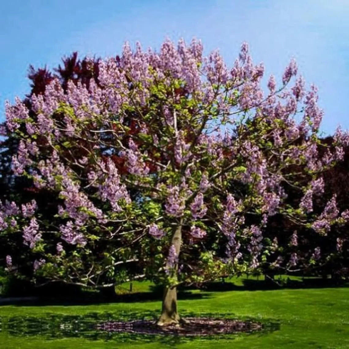 Royal Empress Tree Seeds - 50 Pack, Paulownia tomentosa, Flowering Tree, Fast-Growing, Vibrant Purple Blooms, Deciduous, Garden Plant
