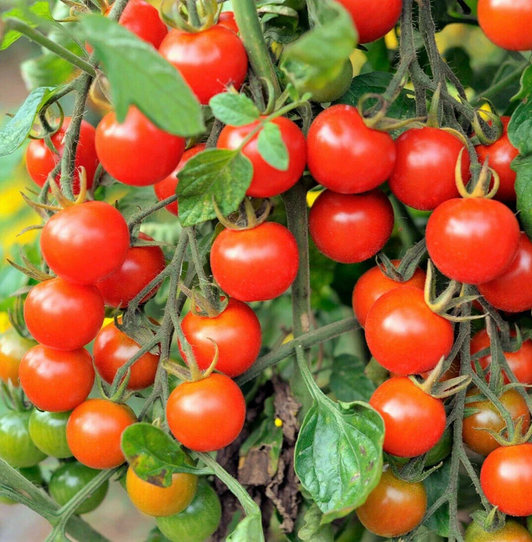 Large Red Cherry Tomato Seeds | Heirloom Solanum lycopersicum | Juicy, Flavorful, Indeterminate Vines