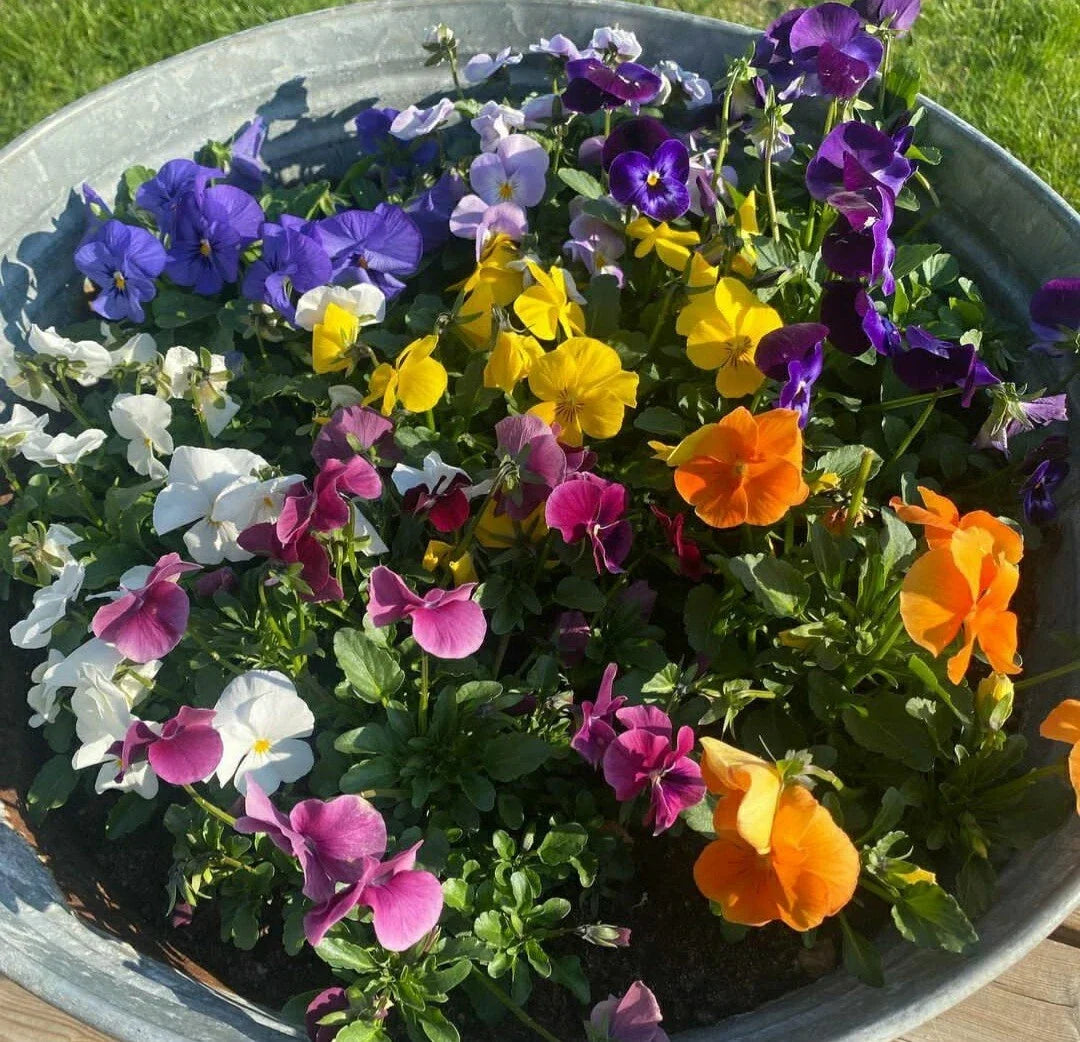 Pansy Seeds Flower Mix – 50 Count Viola tricolor Easy Grow Garden Seeds for Borders & Containers