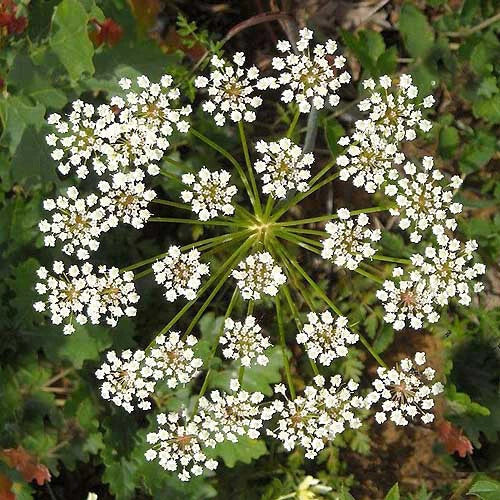 Anise Seeds Heirloom Non-GMO Pimpinella anisum Culinary & Medicinal Herb, Licorice Flavor, Organic Seed Packet