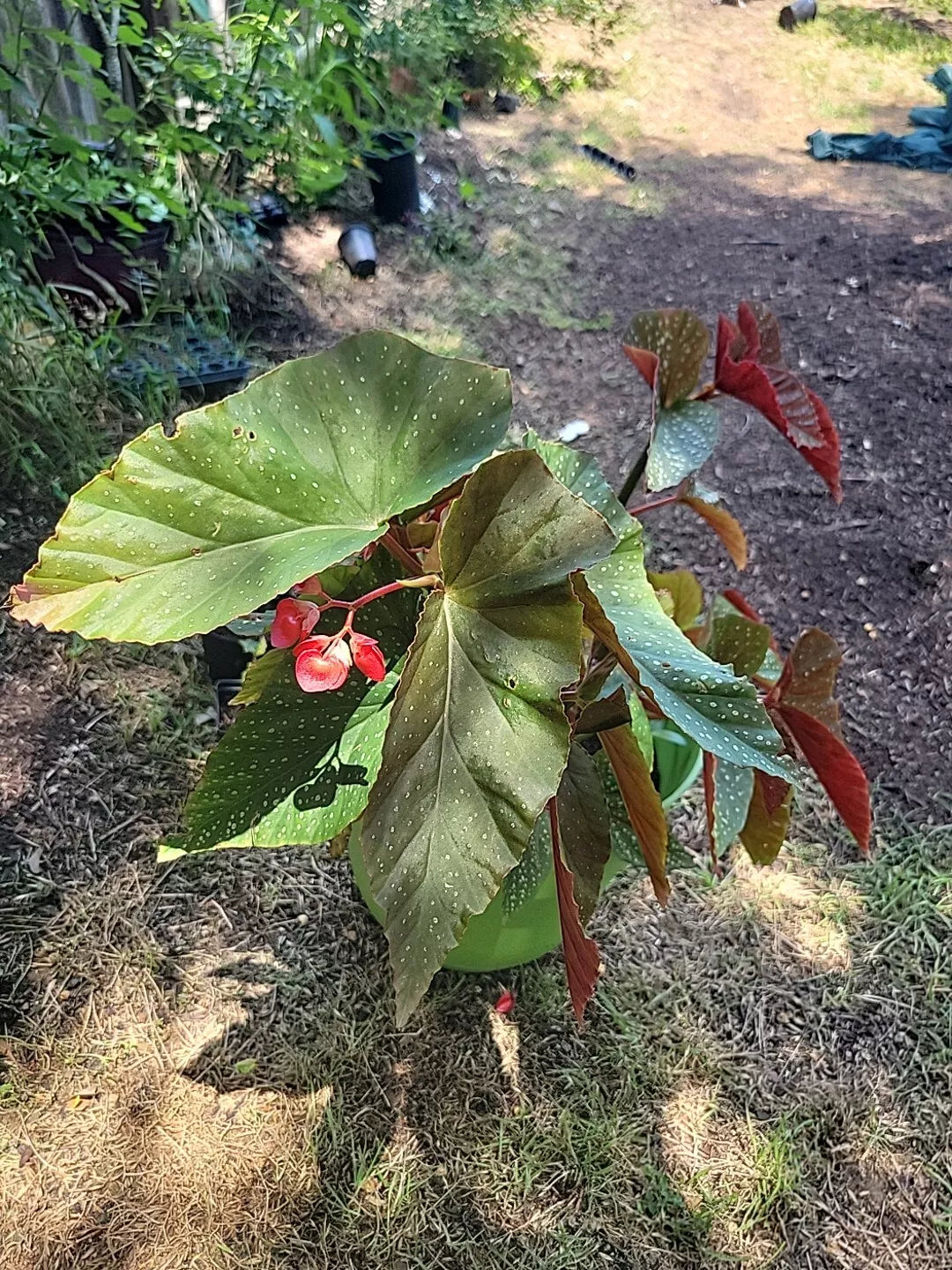 Torch Pink Angel Wing Begonia Live Plant 4" Pot, Pink Foliage, Indoor Houseplant, Begonia maculata 'Torch Pink'