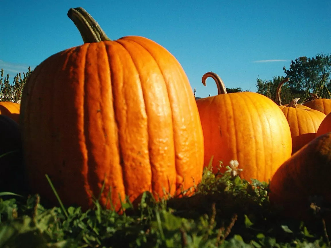 Big Max Pumpkin Seeds - Pack of 7 - Large Fruit Up to 100 lbs - Cucurbita maxima