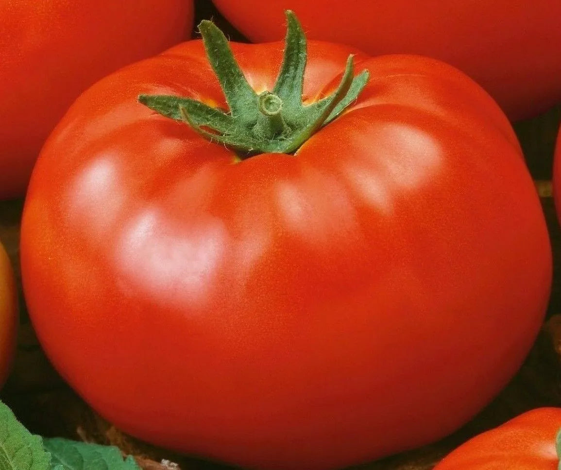 Red Brandywine Tomato Seeds – Indeterminate Heirloom Vegetable Seeds, Solanum lycopersicum, 50+ Seeds for Garden, Container, or Raised Bed