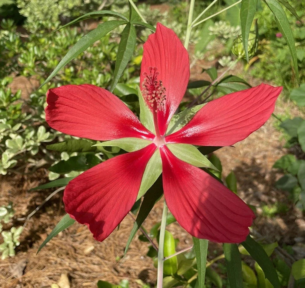 Scarlet Rosemallow Seeds | Perennial Garden Planting | Red Hibiscus coccineus | Texas Star Seeds for Outdoors
