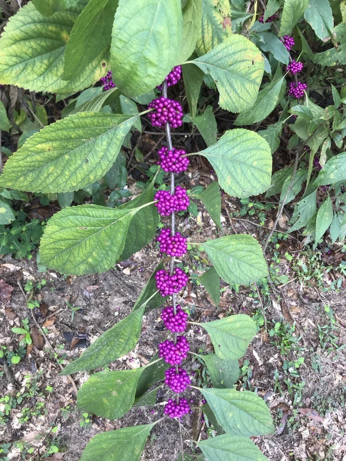 American Beautyberry Live Plant, Bare Root, Purple Berries, Callicarpa americana, Edible Garden Perennial