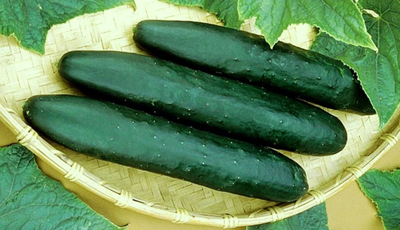 Straight Eight Cucumber Seeds - 20 Packets, Crisp 8-Inch Cucumbers, Cucumis sativus, Disease-Resistant, Home Garden, Container Planting