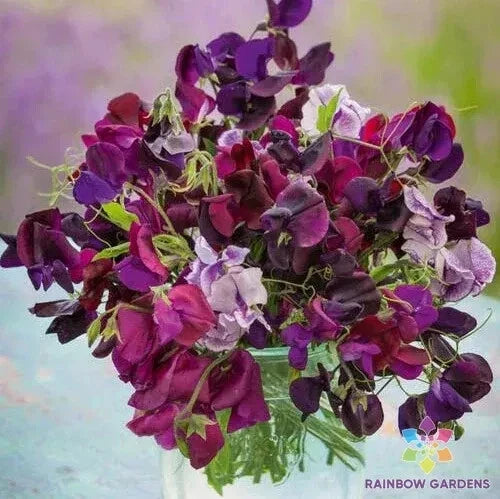 Burgundy Mix Sweet Pea Seeds - 50+ Pack, Fragrant Climbing Flower, Lathyrus odoratus, Garden Planting, USA
