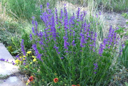 275 Seeds Penstemon Perennial Blue Rocky Mountain - GroCo