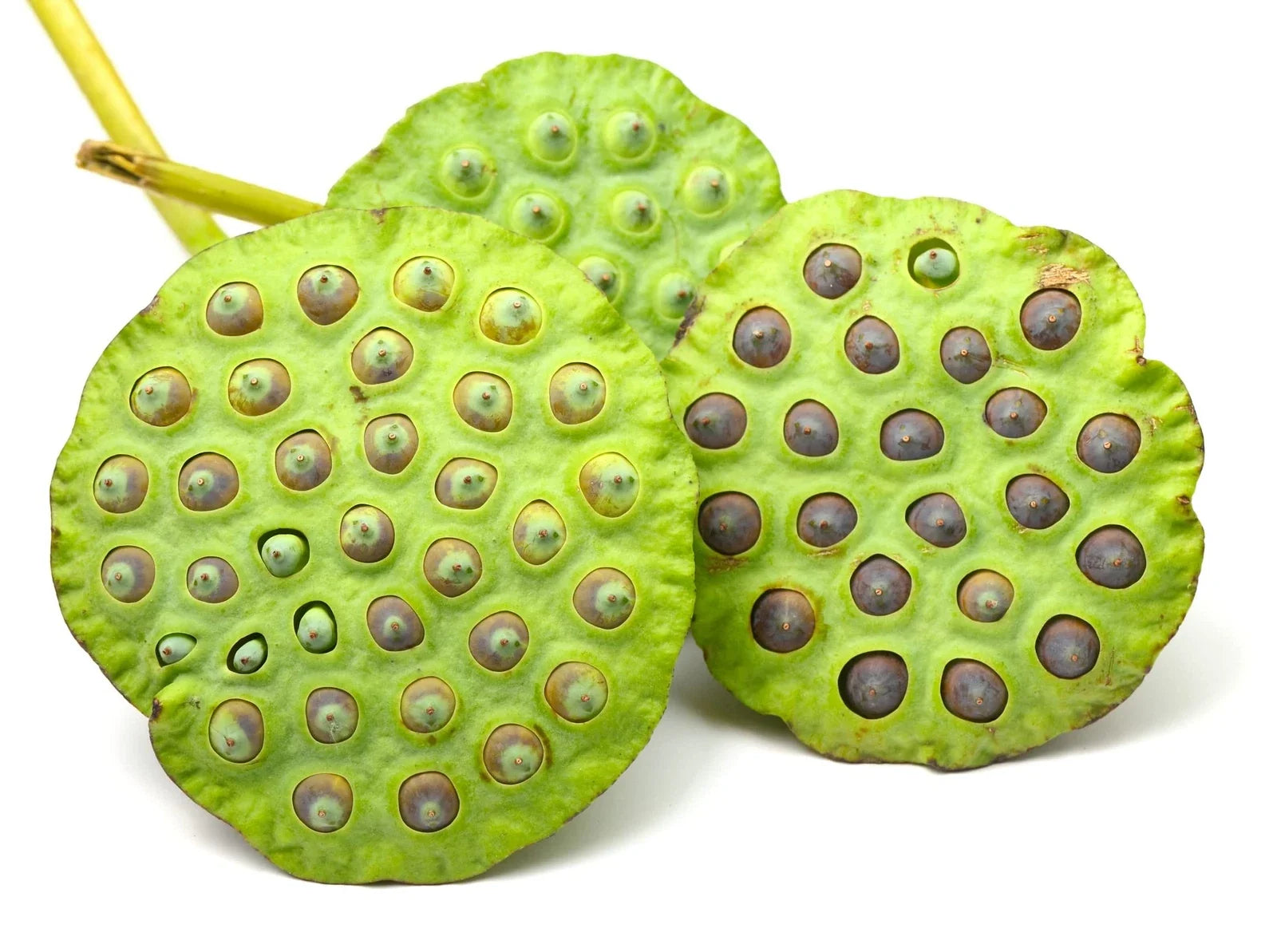 Sacred Lotus Flower Seeds - 15 Seeds - Aquatic Plant - Nelumbo nucifera - Water Garden, Pond, Fragrant Blooms