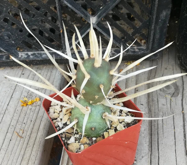 5 Basket Plant Callisia fragrans Pups - Live False Bromeliad Cuttings for Indoor & Outdoor Decor