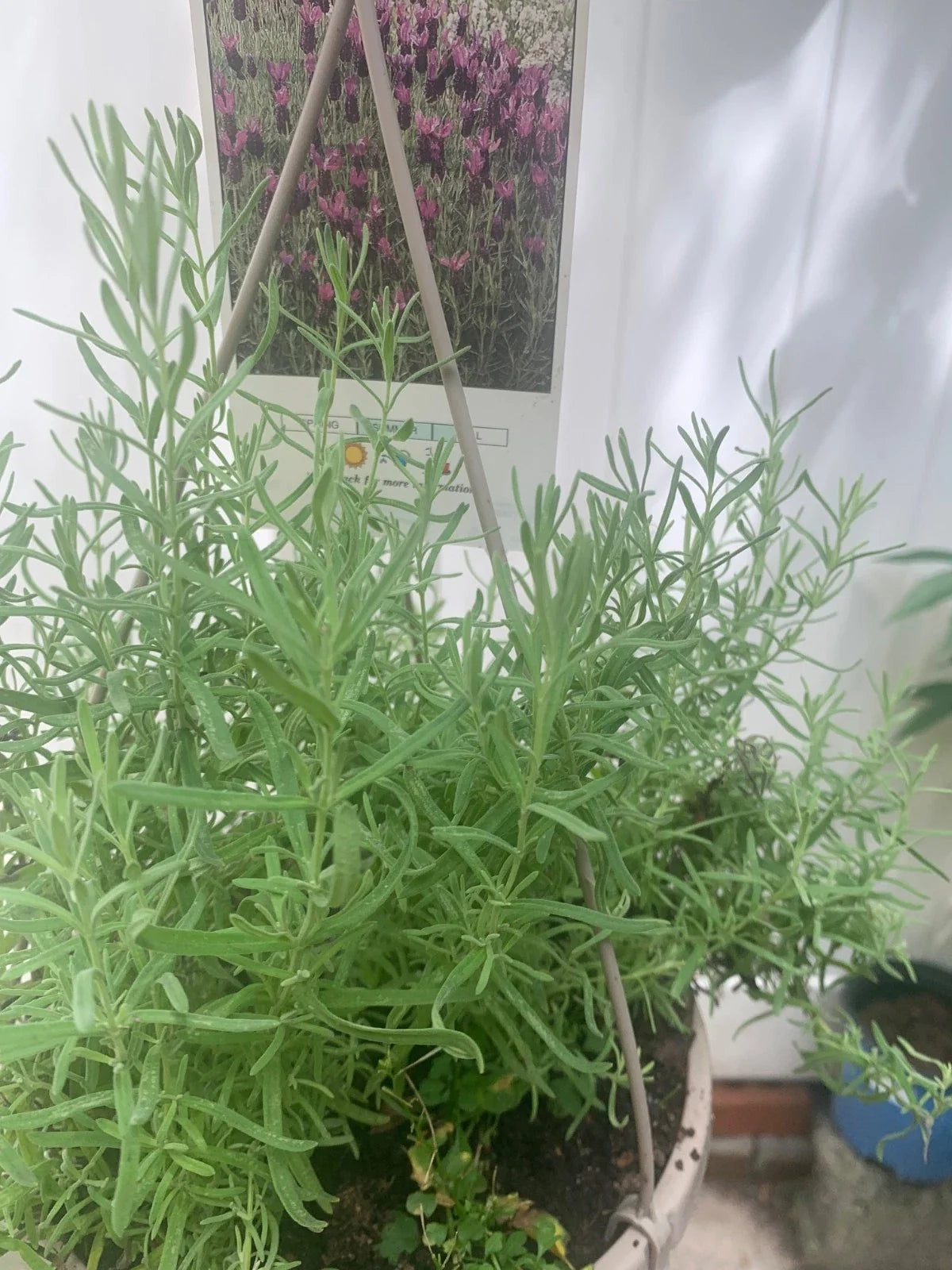 Rooted Purple Lavender Plant - 4-Inch Pot - Lavandula angustifolia - Fragrant, Drought-Tolerant, Indoor & Garden