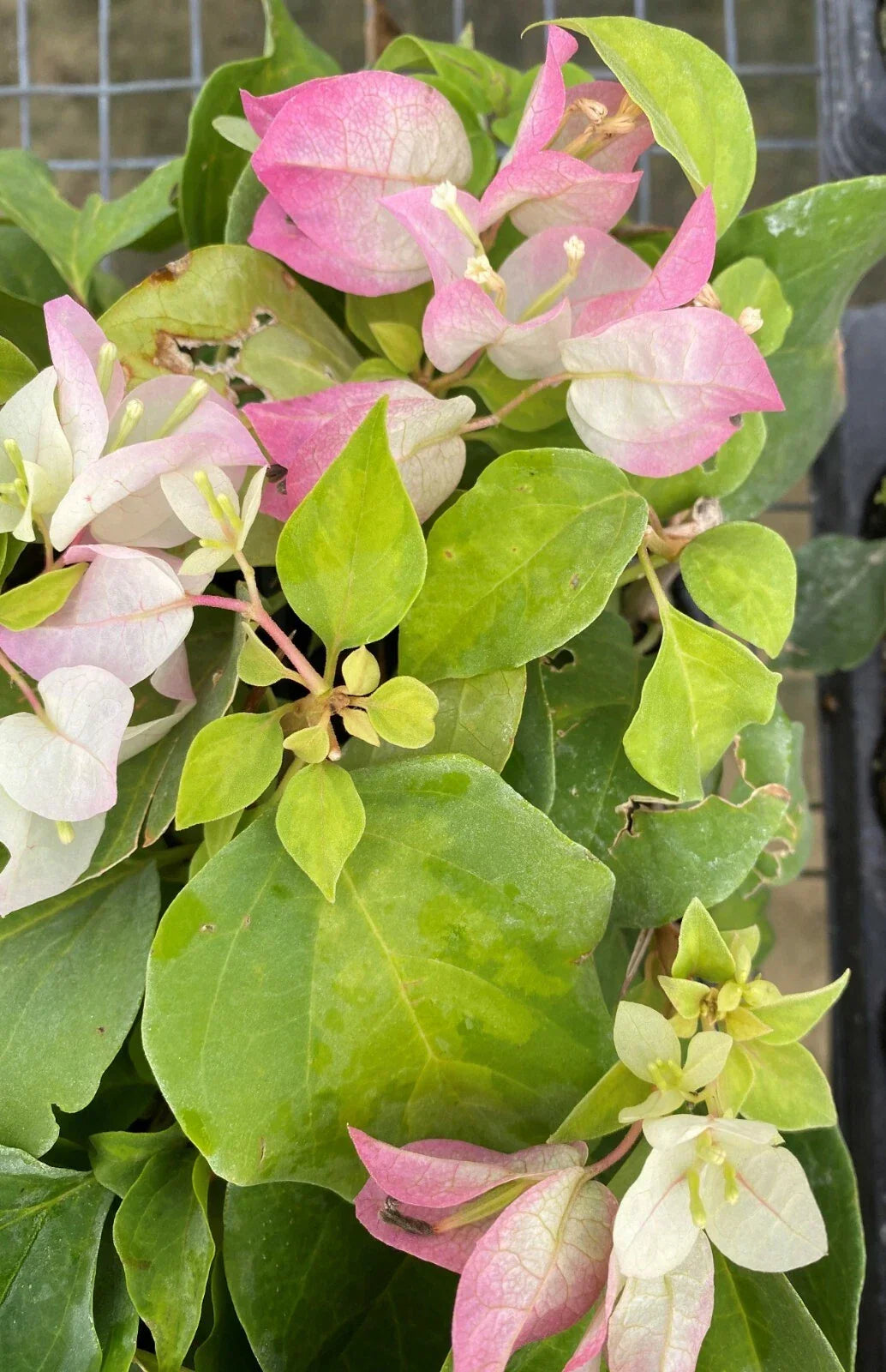 Bougainvillea Starter Plant Yani's Delight - Live Plug, Well Rooted, USA Seller