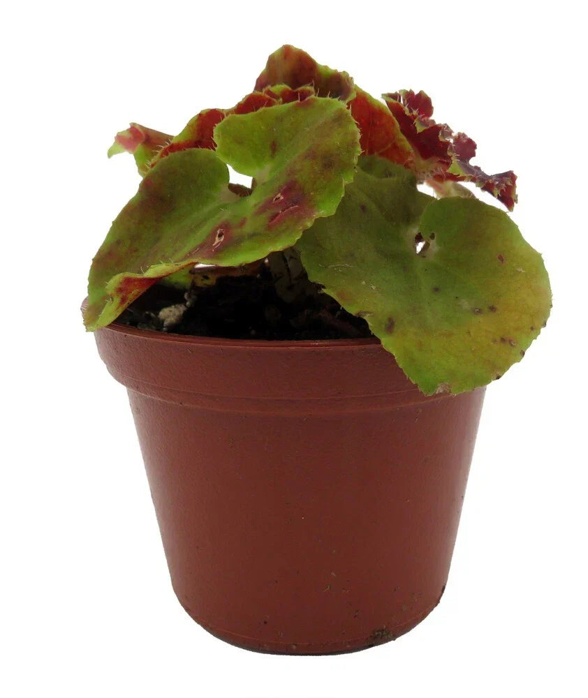 Sienna Swirl Begonia Live Plant 2.5" Pot Unique Spiraled Leaves