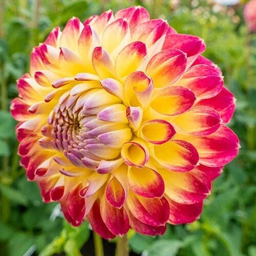Jowey Arendal Dahlia Seeds – Perennial Flower Seeds for Garden, Vibrant Blooms, Dahlia x pinnata, 25 Pack