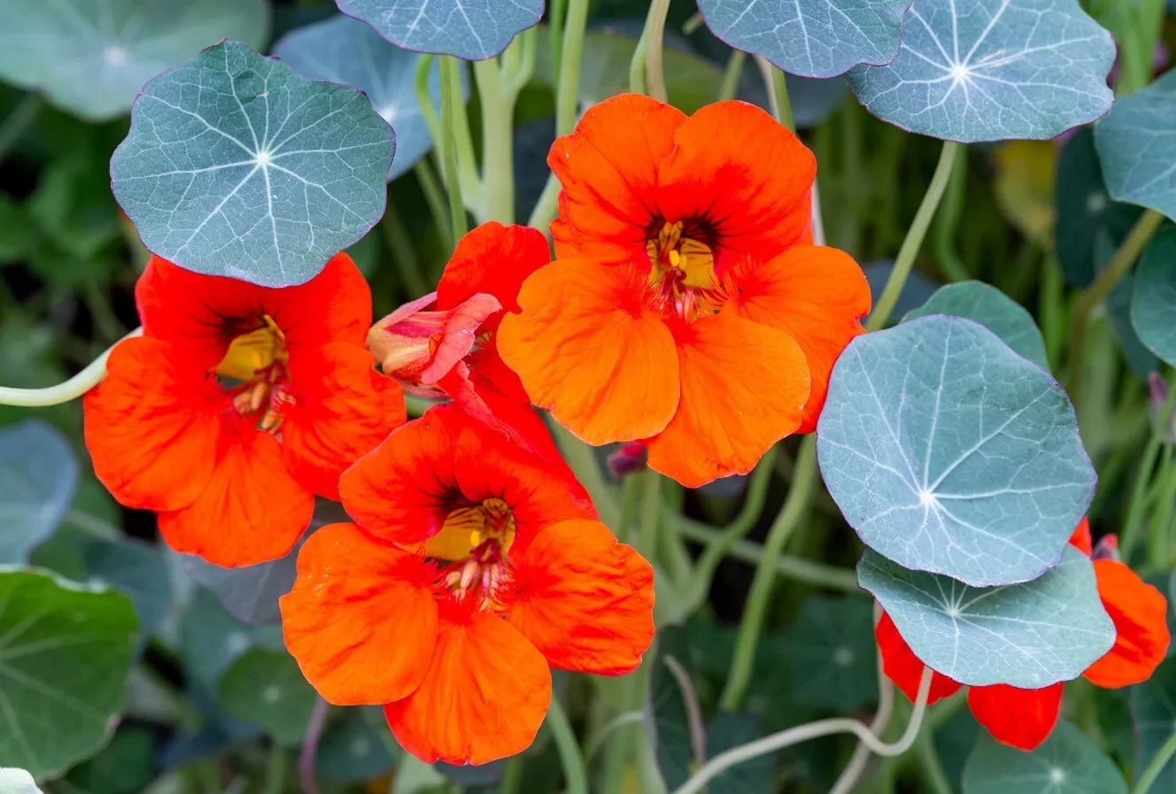 Nasturtium Live Plants 4-Inch Pot Kaleidoscope Mix Tropaeolum majus Edible Flowers, Pests & Pollinator Friendly
