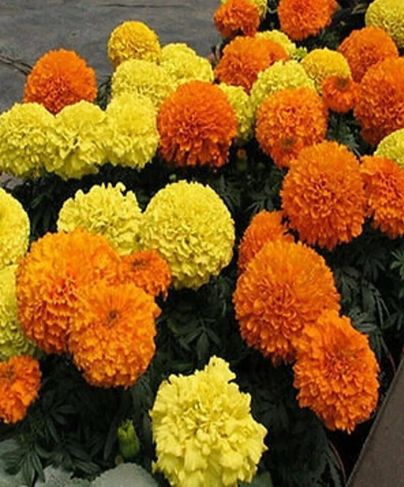 4" African Marigold Seeds - Jumbo Mixed Orange & Yellow, Tagetes erecta, Annual Flower for Gardens, Borders & Containers