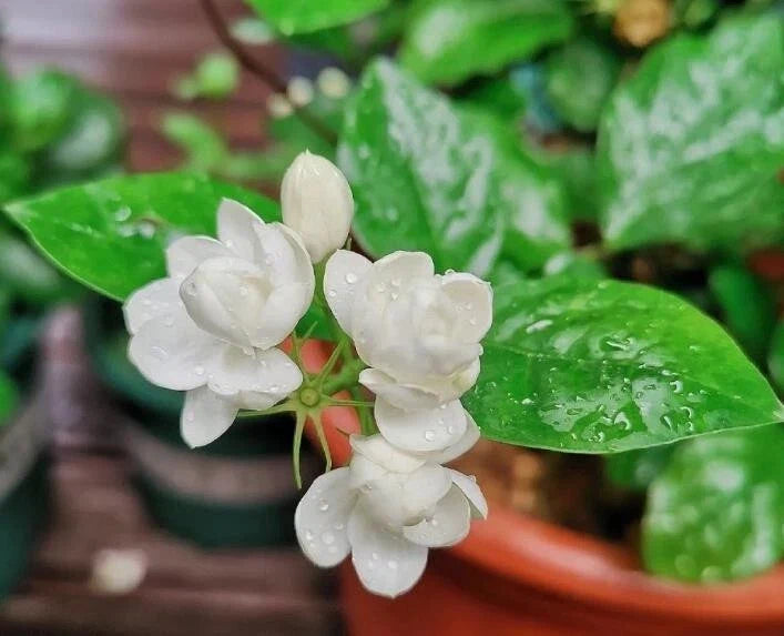 Jasmine Flower Seeds - 12 Seeds - Fragrant Aromatic Variety - Jasminum spp. for Garden, Indoor & Outdoor Planting