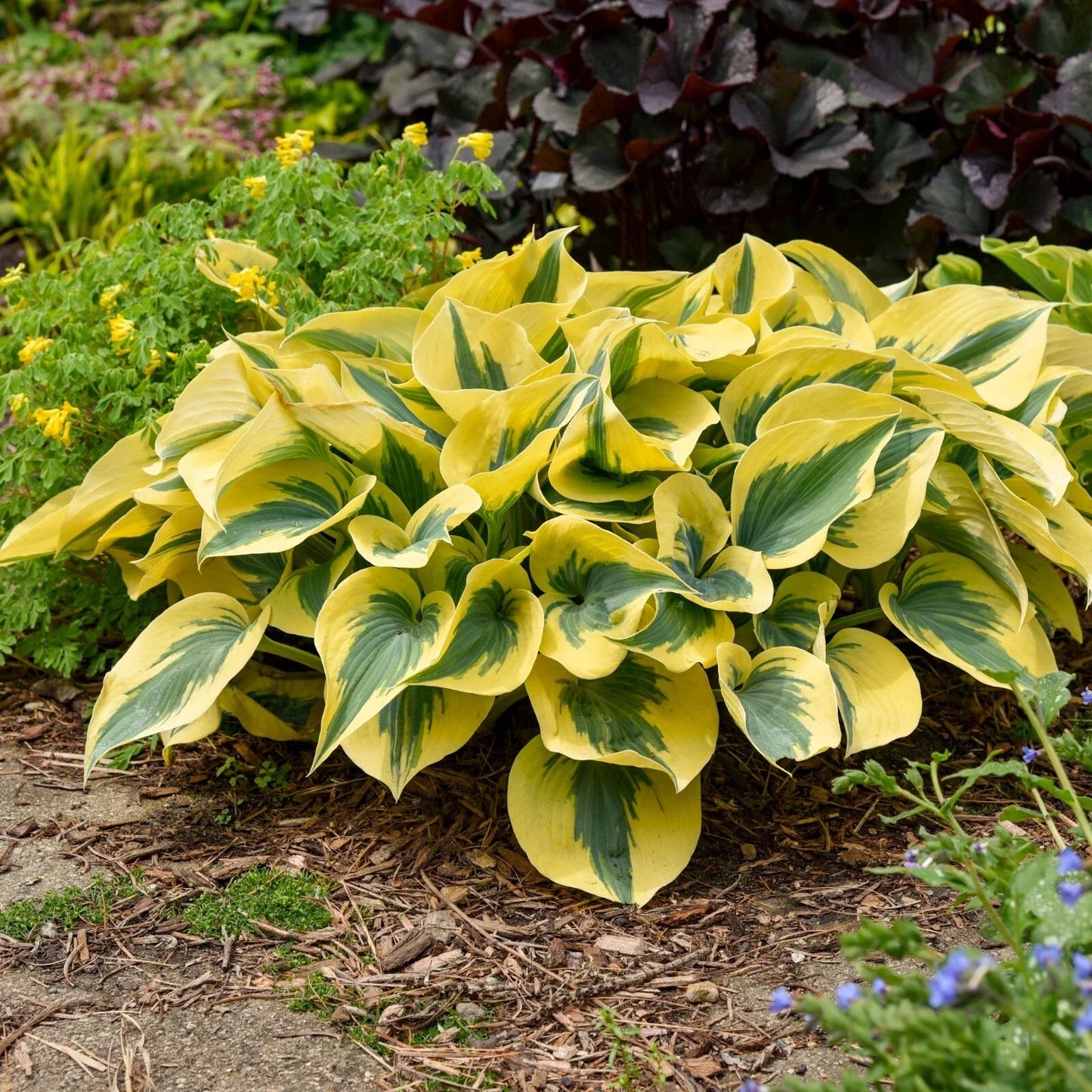 Hosta 'Autumn Frost' Perennial Shade Plant in 5.25" Pot - Proven Winners