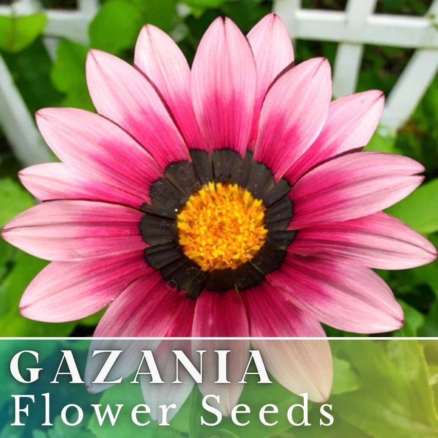 Gazania Seeds - Cherry Sweetheart Non-GMO Flower Seeds for Borders & Containers - Gazania rigens