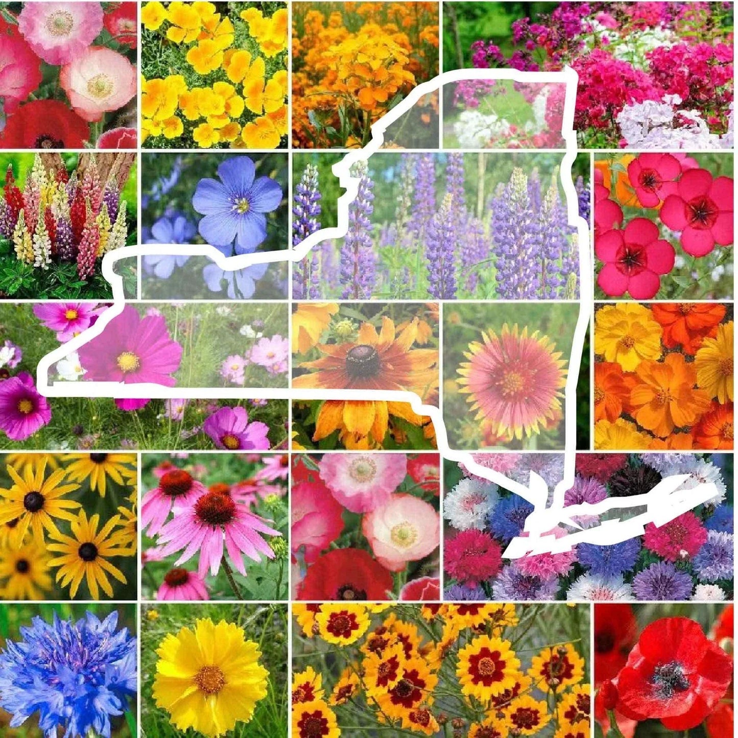 Wildflower Seed Mix - 1000 Non-GMO Native New York State Flowers - Perennial & Annual Seeds for Pollinators