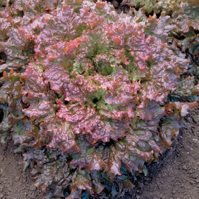 Red Sails Lettuce Seeds - Organic Loose-Leaf Salad Greens - Lactuca sativa - Home Garden, Non-GMO, Full Sun to Partial Shade