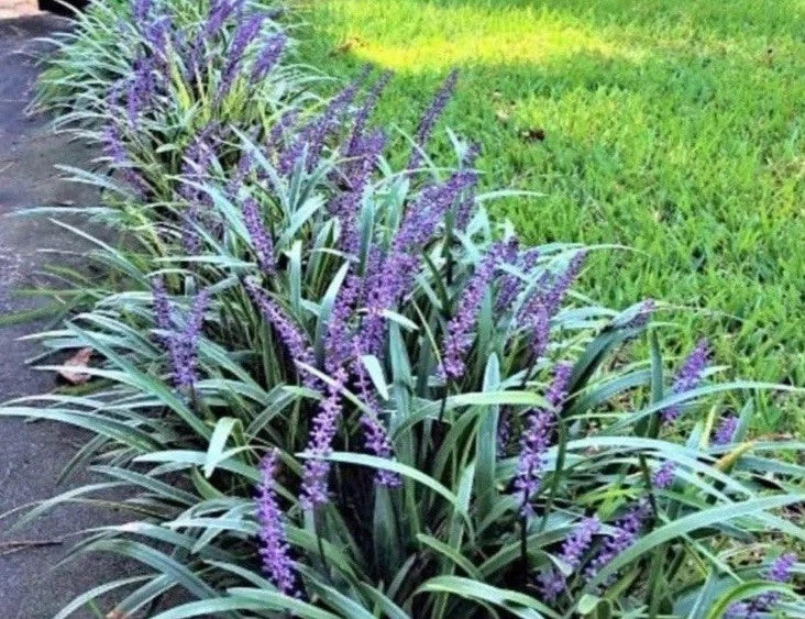 Monkey Grass Bare Root Plants 50 Big Blue Clumping Liriope spicata Ground Cover for Sun & Partial Shade