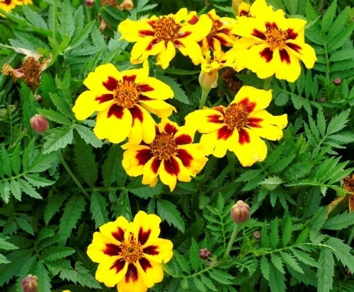 French Marigold Seeds - Dainty Marietta Dwarf Variety - 75 Seeds - Tagetes patula - Compact, Pollinator-Friendly, Easy to Grow