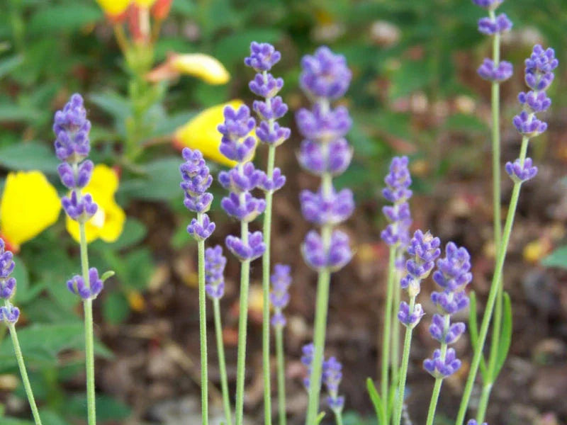 Lavender Seeds 175 Count - True English Lavandula angustifolia - GroCo USA