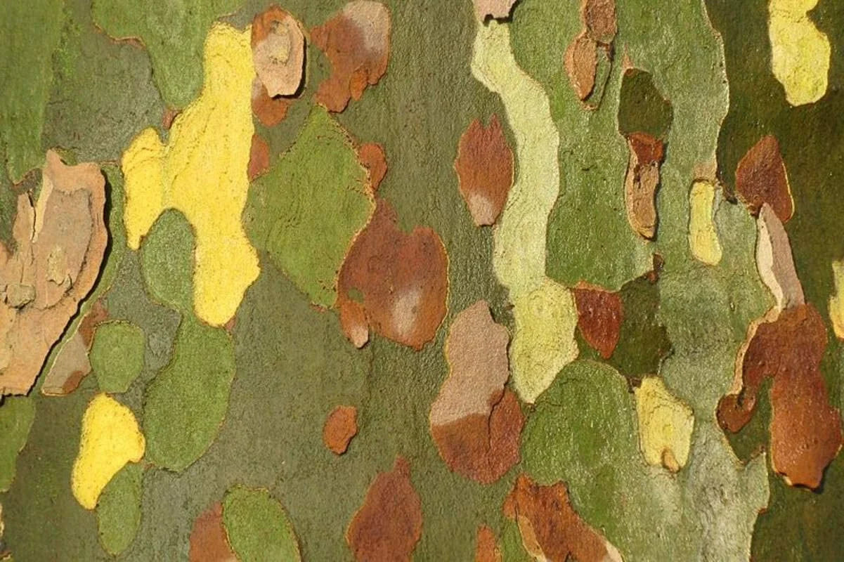 London Plane Tree Seeds - 50 Count Platanus acerifolia Exotic Bark for Planting, Deciduous Tree, Landscape, Urban Gardening