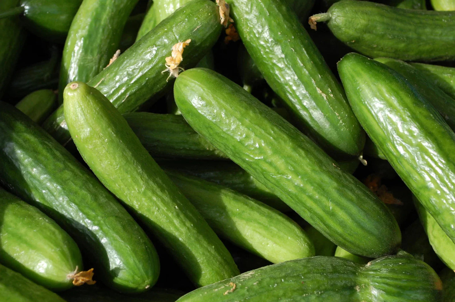 Organic Heirloom Muncher Cucumber Seeds - Non-GMO, Fresh, Home Garden Friendly