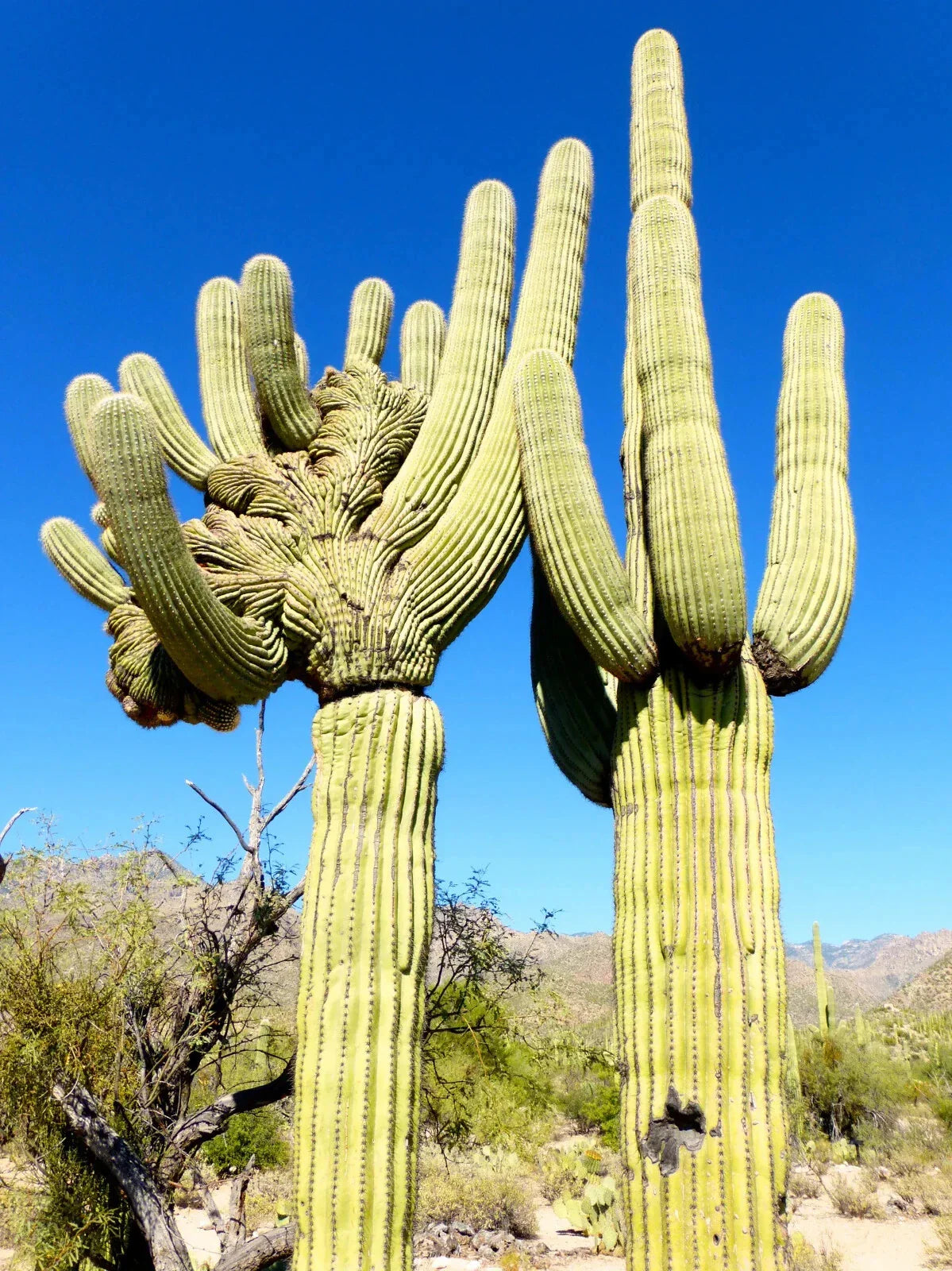 10 Saguaro Giant Cactus Seeds - Carnegiea gigantea, Hardy Tree-like Cacti for Garden