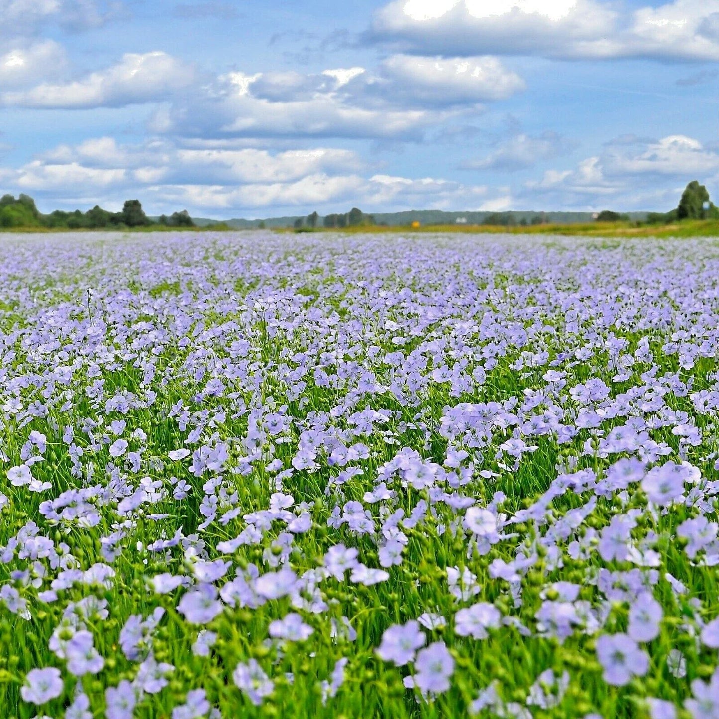 Blue Flax Seeds - 1001+ Wildflower Perennial Seeds for Drought Tolerant Gardens - Linum lewisii