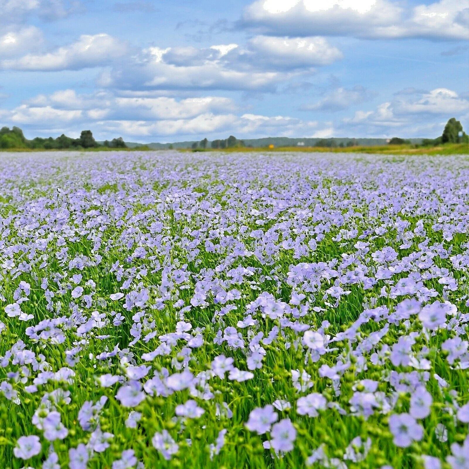 Blue Flax Seeds - 1001+ Wildflower Perennial Seeds for Drought Tolerant Gardens - Linum lewisii