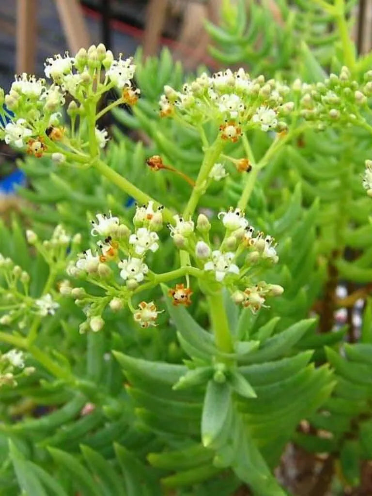 Succulent Crassula Tetragona Live Plant – Miniature Pine Tree Bonsai, 2-4" Rooted Succulent for Indoor & Outdoor Decor