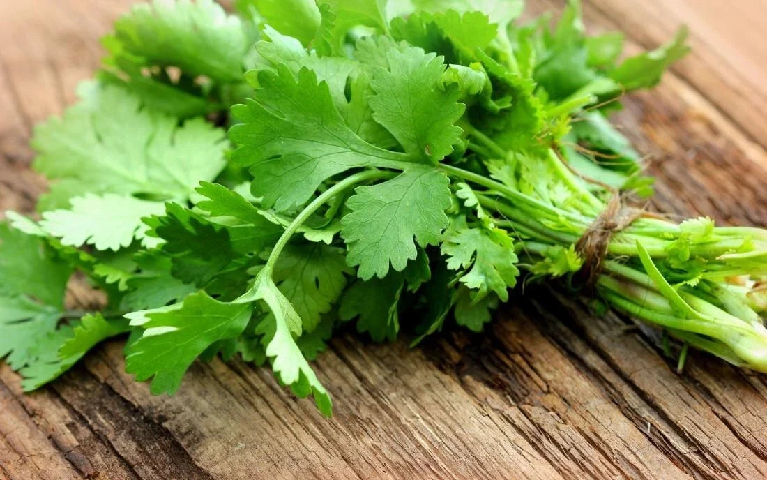Cilantro Herb Seeds - Pack of 10 - Coriandrum sativum - Fresh Culinary Herb for Garden or Indoor Growing