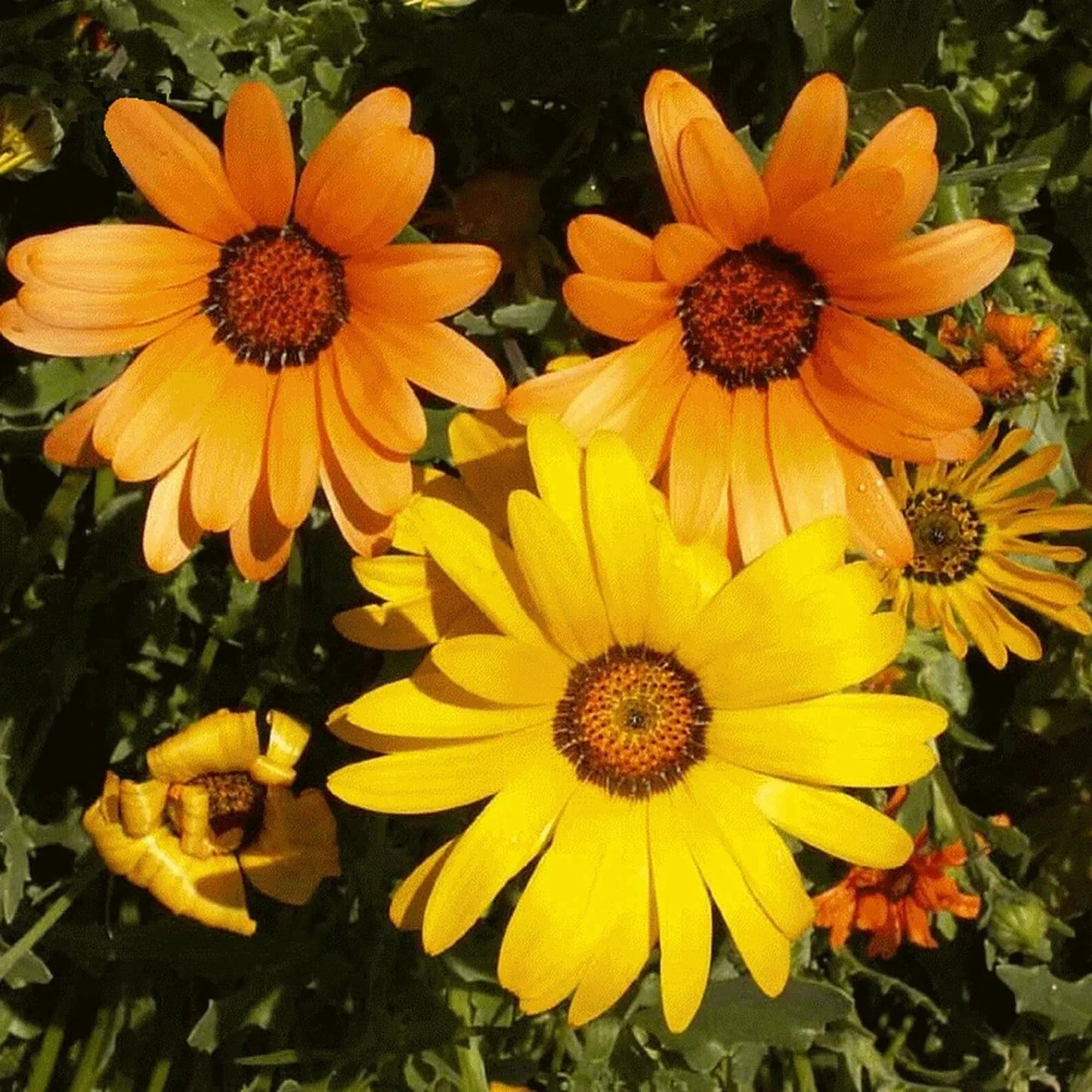 African Daisy Flower Seeds 50pcs - Arctotis stoechadifolia, Yellow & Orange, Garden, Border, Container Plant