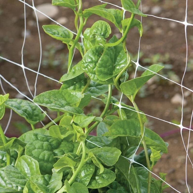 Green Malabar Spinach Seeds - 100 Non-GMO Basella ruba Heirloom Vegetable Seeds for Container & Garden Growth