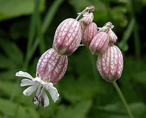 Bladder Campion Seeds - 50 Count - Silene vulgaris Perennial Wildflower