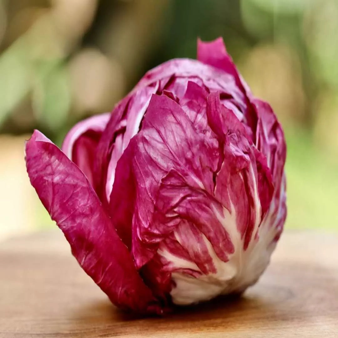 Rossa Di Verona Endive Seeds - Non-GMO Italian Chicory, Radicchio, Heirloom Variety