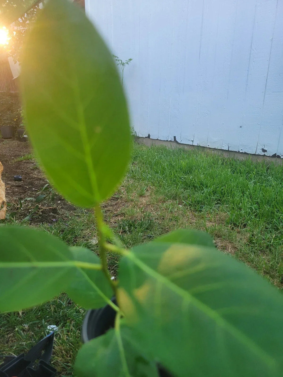 Ficus Audrey Live Plant Plug - Ficus benghalensis for Indoor & Outdoor