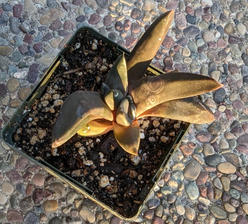 Gasteria Nigricans Monstrose Plant - 4" Diameter Rare Succulent for Indoor and Outdoor