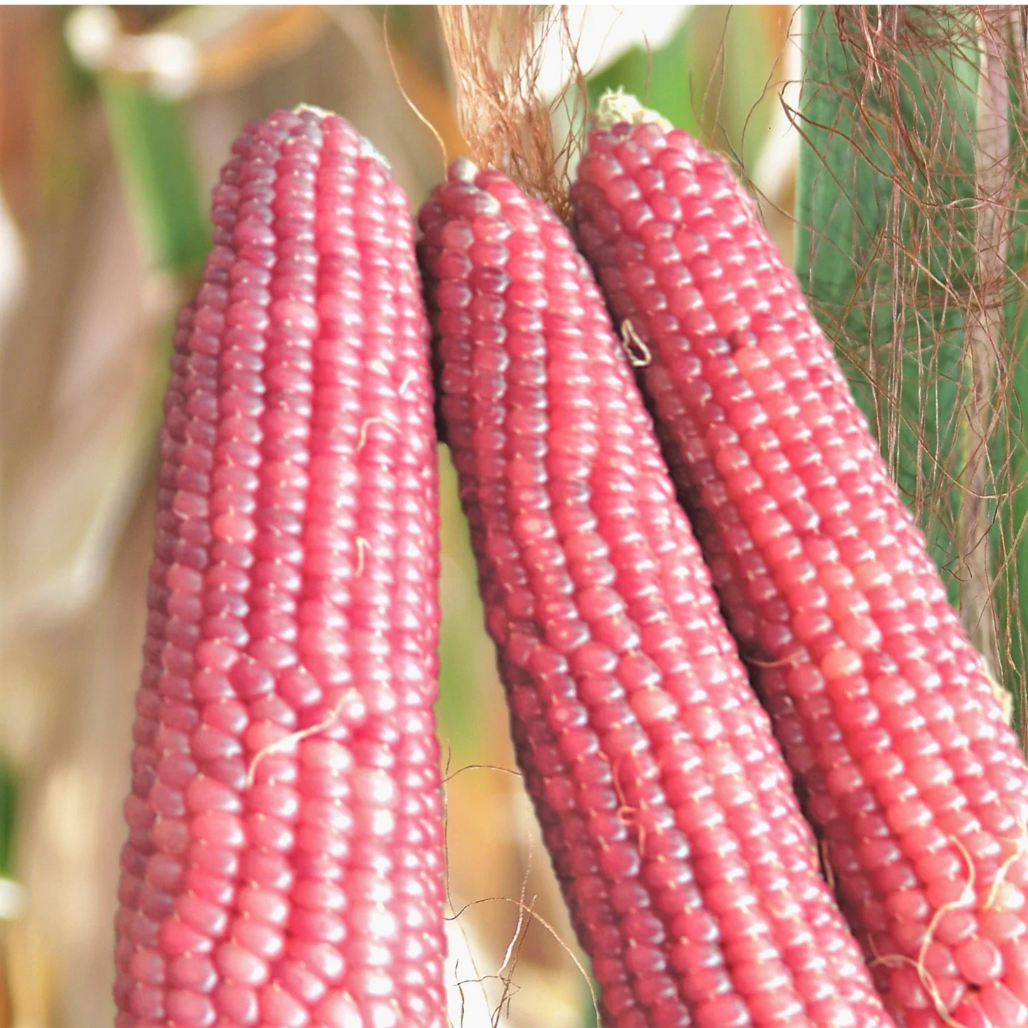 Pink Glass Gem Corn Seeds - Ornamental & Popcorn Variety, Zea mays, Neon Pink Kernels, 50 Seeds