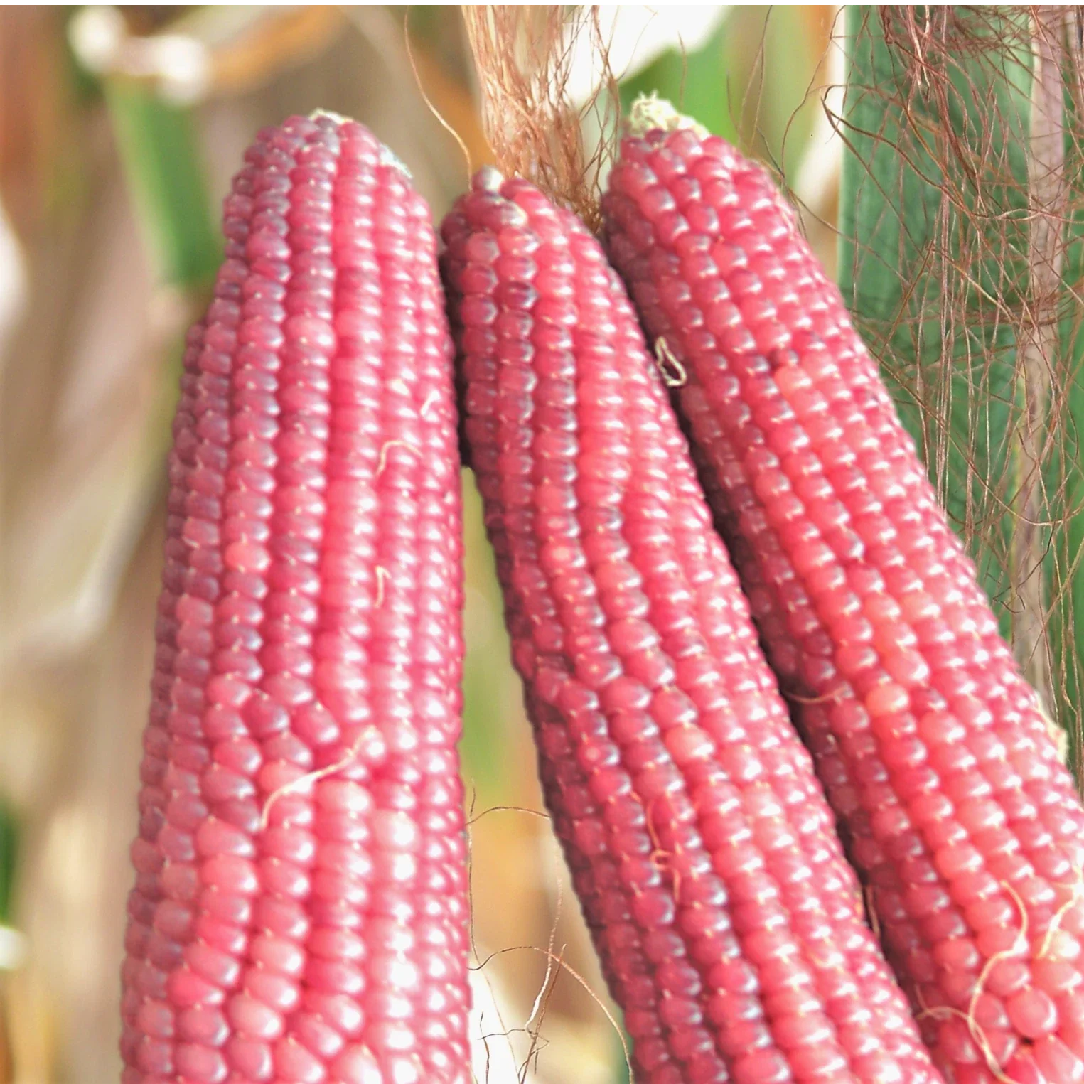 Pink Glass Gem Corn Seeds - Ornamental & Popcorn Variety, Zea mays, Neon Pink Kernels, 50 Seeds