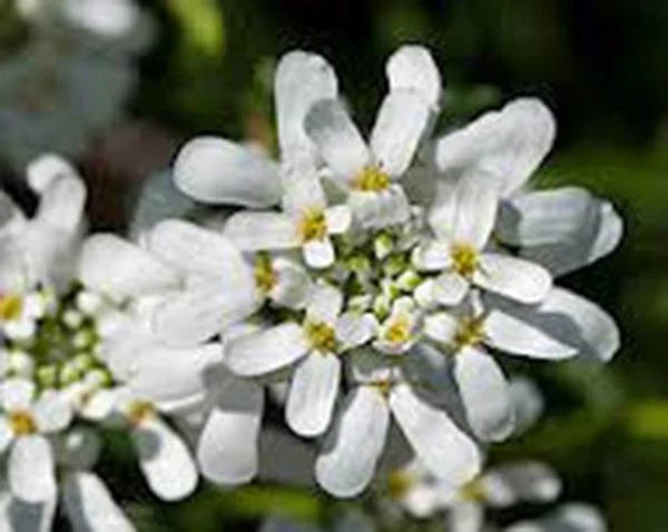 Candytuft Seeds 1000 Count Tall Mix Pink Lavender White Iberis umbellata Flower Seeds for Borders & Pollinators