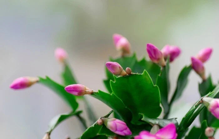 3 Pink Thanksgiving Cactus Starter Plants | Schlumbergera truncate with 2-Year Roots | Indoor, Hanging Basket, Easy Care