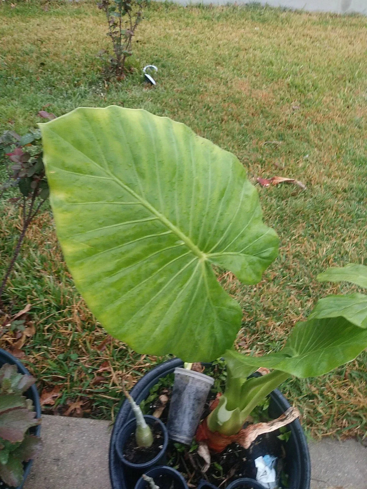 Taro Elephant Ear Plants 4 Feet Tall - Colocasia esculenta - Tropical Garden Foliage