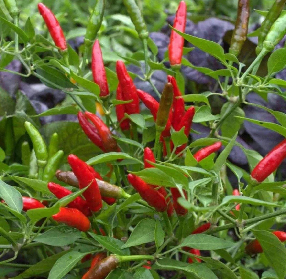 Bird’s Eye Chili Pepper Seeds - Non-GMO Siling Labuyo Hot Pepper Seeds for Gardening, Culinary Use, Compact Plant